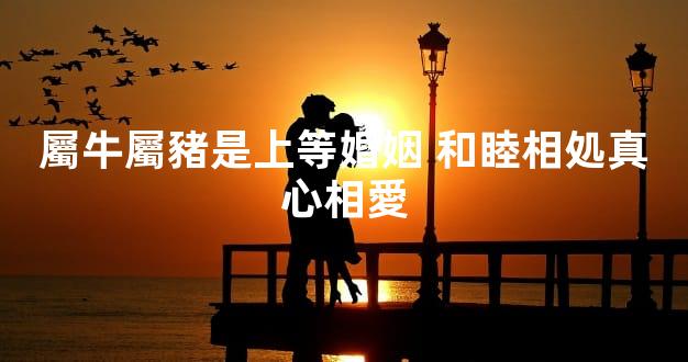 屬牛屬豬是上等婚姻 和睦相処真心相愛